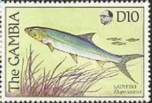 Colnect-2338-560-Ladyfish-Elops-saurus.jpg