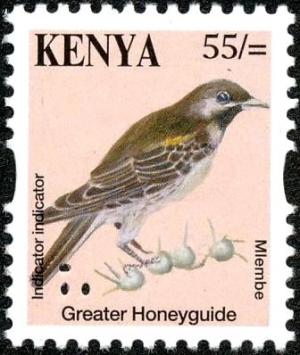 Colnect-4090-072-Greater-Honeyguide%C2%A0Indicator-indicator.jpg