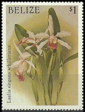 Colnect-1790-245-Cattleya--times--elegans-syn-Laelia--times--elegans-var-schilleriana.jpg