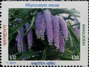 Colnect-2463-314-Rhyncostylis-retusa.jpg