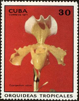 Colnect-4828-585-Cypripedium-solum.jpg