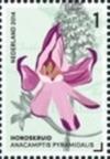 Colnect-2107-811-Anacamptis-Pyramidalis-Pyramidal-Orchid.jpg