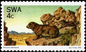 Colnect-5207-094-Rock-Hyrax-Procavia-capensis.jpg