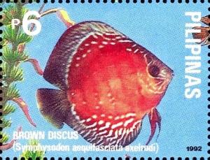 Colnect-5376-425-Blue-Discus-Symphysodon-aequifasciata-ssp-axelrodi.jpg