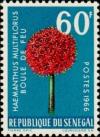 Colnect-1990-869-Blood-Lily-Haemanthus-multiflorus.jpg