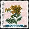 Colnect-2059-594-Tansy-Tanacetum-vulgare.jpg