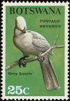 Colnect-597-714-Grey-Go-away-bird-Crinifer-concolor-.jpg