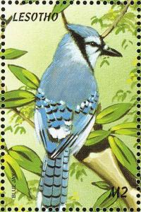 Colnect-1725-625-Blue-Jay%C2%A0Cyanocitta-cristata.jpg