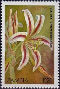 Colnect-4508-816-Vlei-Lily---Crinum-pedicellatum.jpg