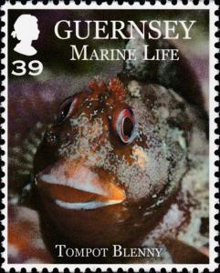 Colnect-4266-728-Tompot-Blenny-Paraplennius-gattorugine-.jpg