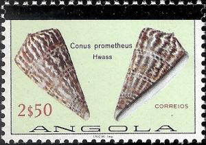 Colnect-1107-442-Butterfly-Cone-Conus-prometheus.jpg