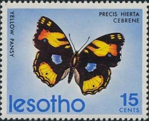 Colnect-1730-036-Yellow-Pansy-Precis-hierta-ssp-cebene.jpg