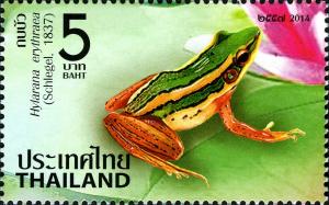 Colnect-2569-752-Green-Paddy-Frog-Hylarana-erythraea.jpg