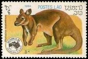 Colnect-3447-559-Wallaby-Wallabia-isabelinus.jpg