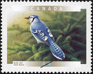 Colnect-583-241-Blue-Jay%C2%A0Cyanocitta-cristata.jpg