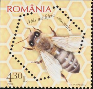 Colnect-6113-982-Caucasian-Honey-Bee-Apis-mellifera-caucasica.jpg