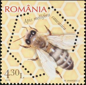 Colnect-6113-984-Caucasian-Honey-Bee-Apis-mellifera-caucasica.jpg