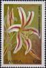 Colnect-4508-816-Vlei-Lily---Crinum-pedicellatum.jpg