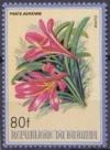 Colnect-3409-185-Clivia.jpg