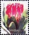 Colnect-4686-197-Protea.jpg