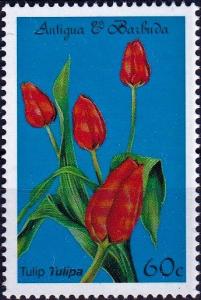 Colnect-4042-162-Tulip.jpg