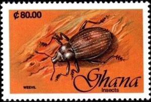 Colnect-5995-174-Weevil.jpg