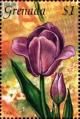 Colnect-4391-295-Tulip.jpg