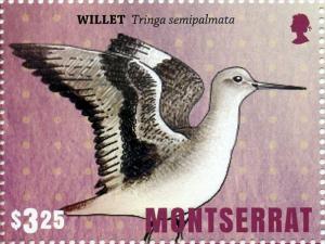 Colnect-3706-320-Willet.jpg