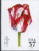 Colnect-202-344-Tulip.jpg