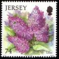 Colnect-704-464-Lilac.jpg