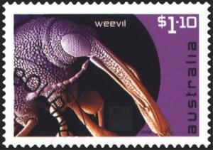 Colnect-1555-462-Weevil.jpg