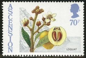 Colnect-1690-453-Loquat.jpg