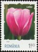 Colnect-6596-449-Tulip.jpg