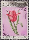 Colnect-1506-580-Tulip.jpg