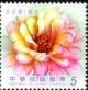 Colnect-5153-507-Zinnia.jpg