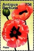 Colnect-4116-681-Poppy.jpg