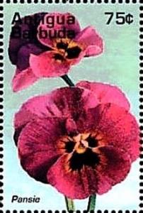 Colnect-4116-686-Pansy.jpg