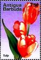 Colnect-4116-680-Tulip.jpg