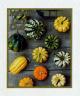 Colnect-5639-611-Gourds.jpg