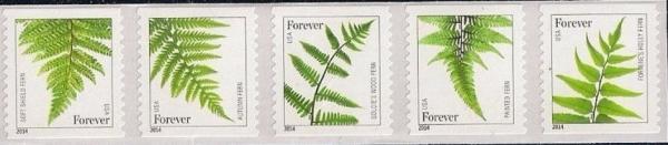 Colnect-4226-741-Ferns.jpg