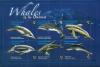 Colnect-3292-846-Whales.jpg