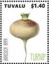 Colnect-6344-807-Turnip.jpg