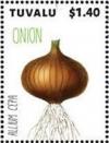 Colnect-6344-809-Onion.jpg