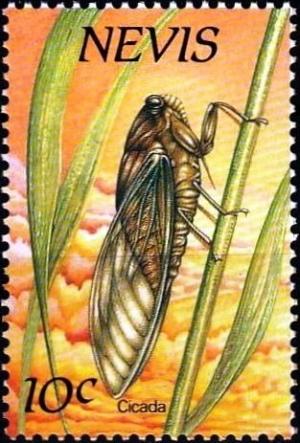 Colnect-3544-835-Cicada.jpg