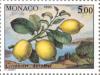 Colnect-149-458-Branch-of-a-lemon-tree-in-Autumn.jpg