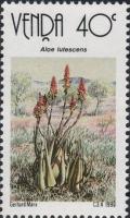 Colnect-2562-451-Aloe-lutescens.jpg