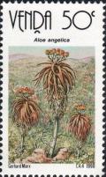 Colnect-2562-452-Aloe-angelica.jpg