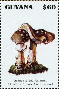 Colnect-3105-074-Amanita-spissa.jpg