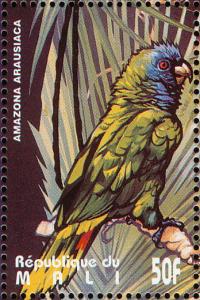 Colnect-2375-996-Red-necked-Amazon-Amazona-arausiaca.jpg