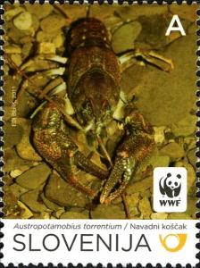 Colnect-932-986-Stone-Crayfish-Austropotamobius-torrentium.jpg